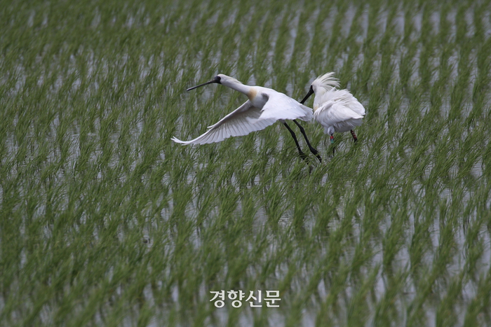 저어새