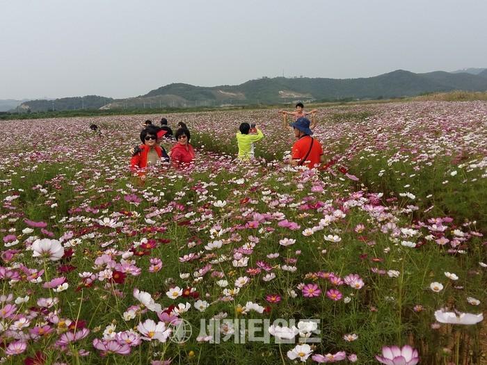 바다향기