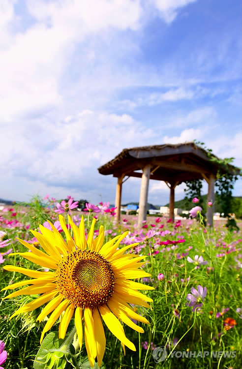 해바라기