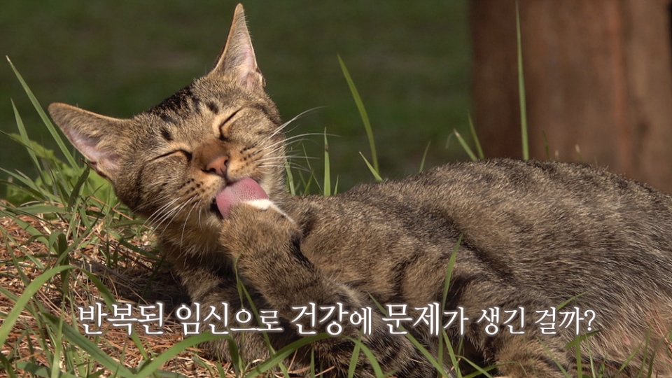 고양이를 부탁해