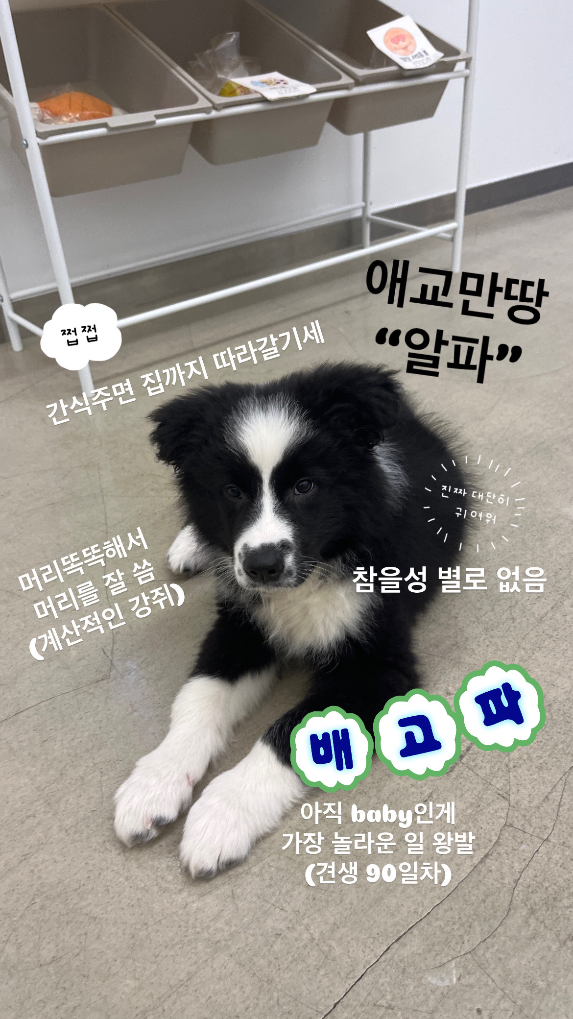 도그 엔 조이