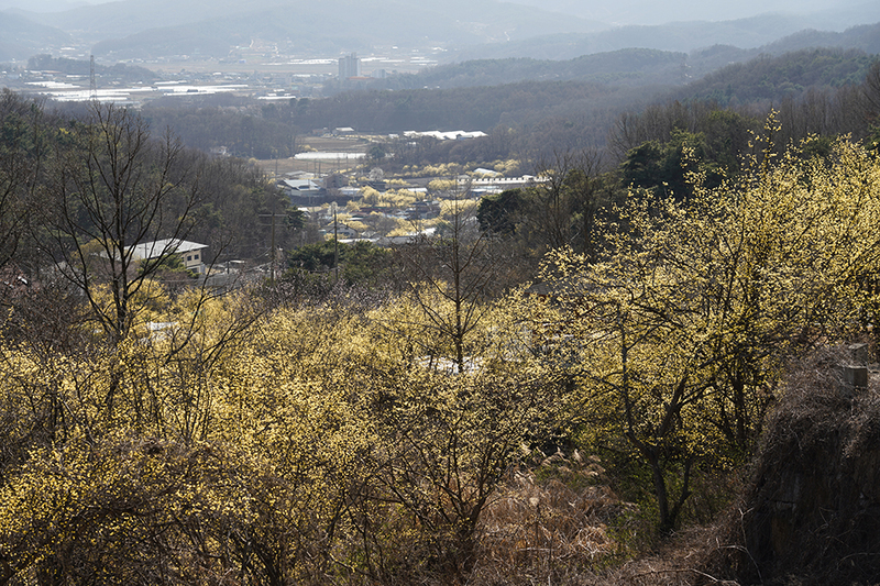 산수화