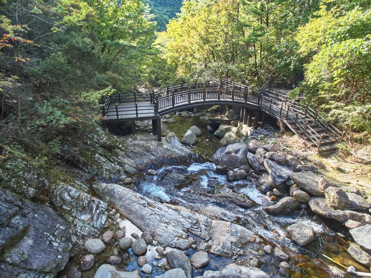 숲이다